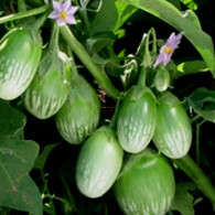 সবুজ গোল বেগুন/Green Round Brinjal