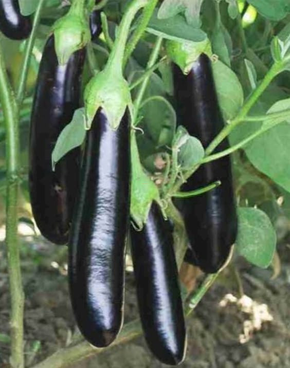 লম্বা কালো বেগুন/ Long Brinjals Black