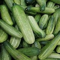 শসা (Cucumber)