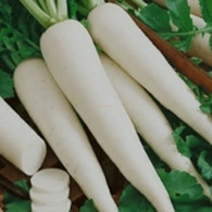 মূলা/Radish