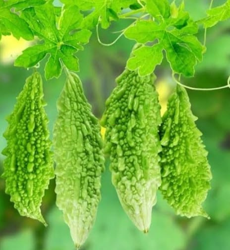 করলা / Bitter Gourd