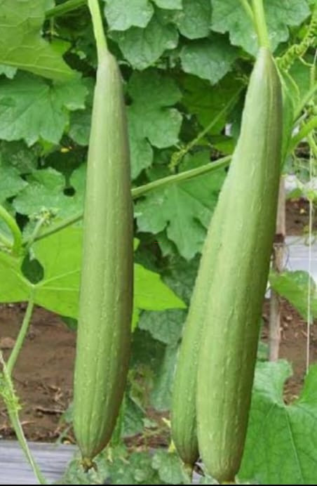 ধুন্দল/Sponge Gourd