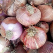 onion/পেঁয়াজ